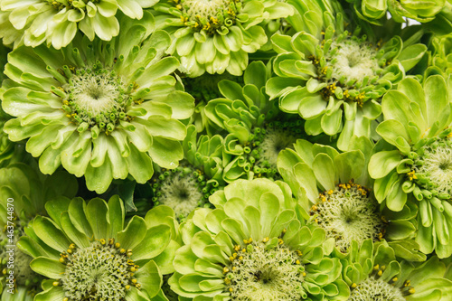 Green zinnia flower background photo