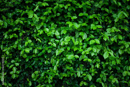 Full Frame of Green Leaves Pattern Background, Nature Lush Foliage Leaf Texture , tropical leaf