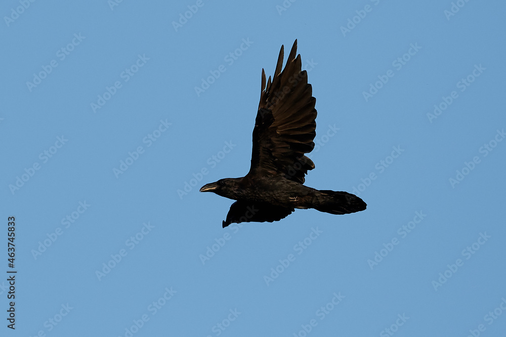 Obraz premium Common raven (Corvus corax)