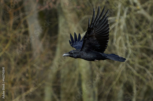 Common raven  Corvus corax 