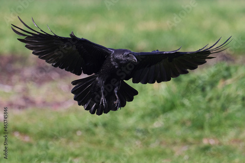 Common raven (Corvus corax) © dennisjacobsen