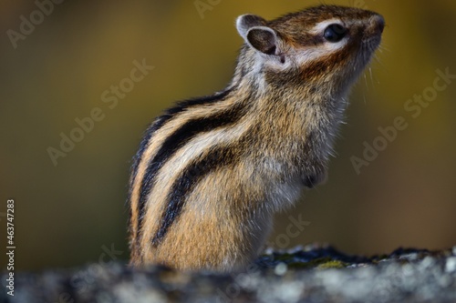 chipmunk