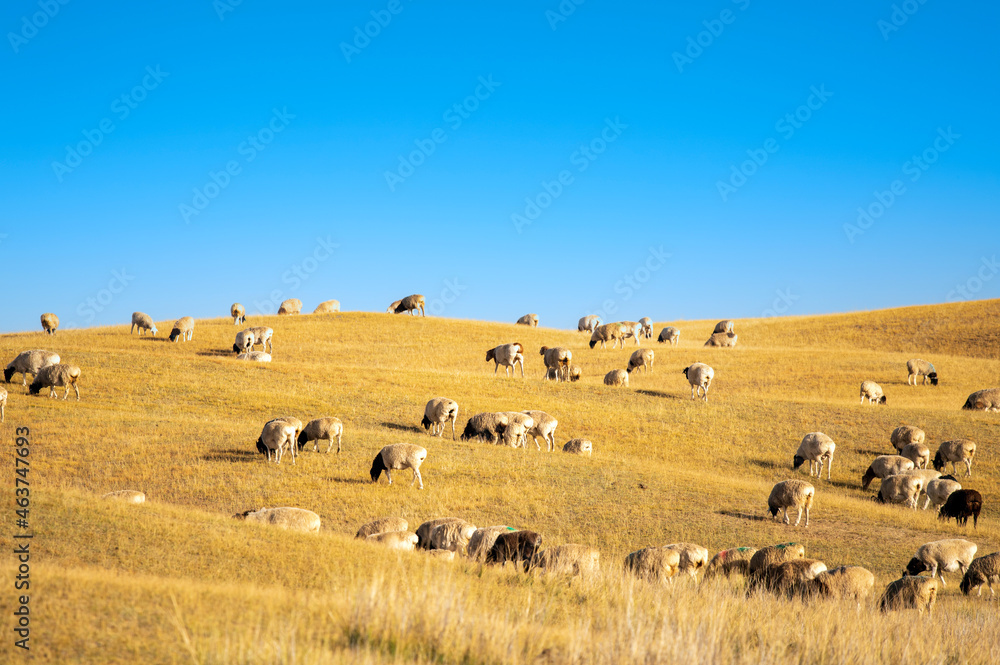 Fototapeta premium herd of sheep under sky