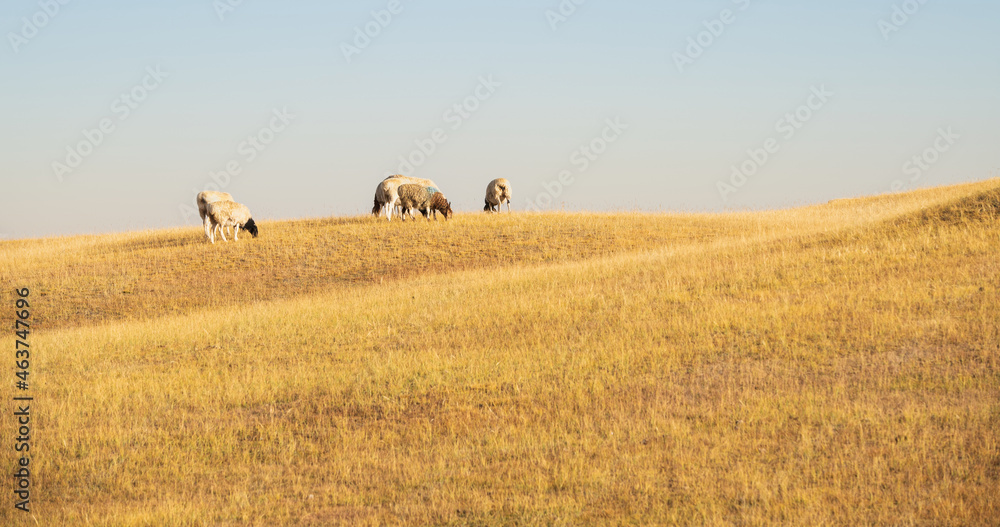 herd of sheep under sky