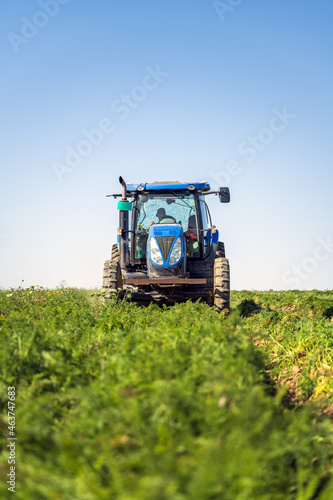 harvesting carrots by a tractor