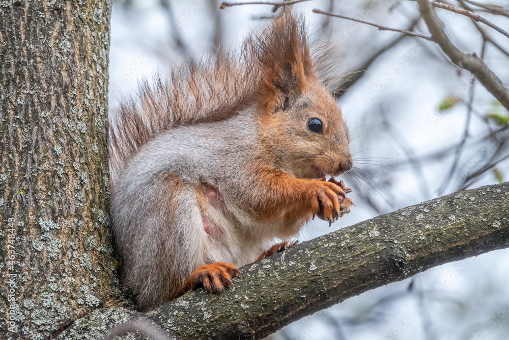 The squirrel with nut sits on a branches in the spring or summer. The squirrel with nut sits on a branches in the spring or summer.