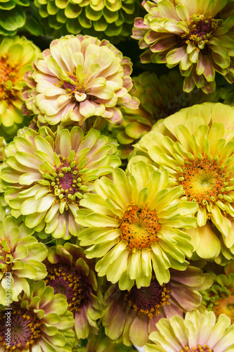 Zinnia flowers closeup