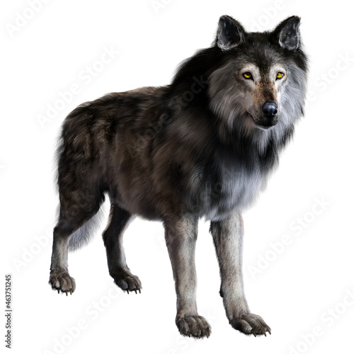 Dire wolf on isolated background  3D illustration  3D rendering