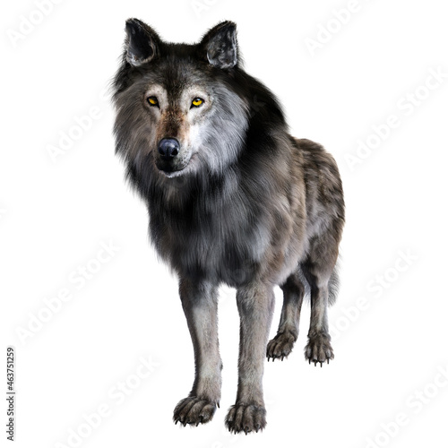 Dire wolf on isolated background  3D illustration  3D rendering