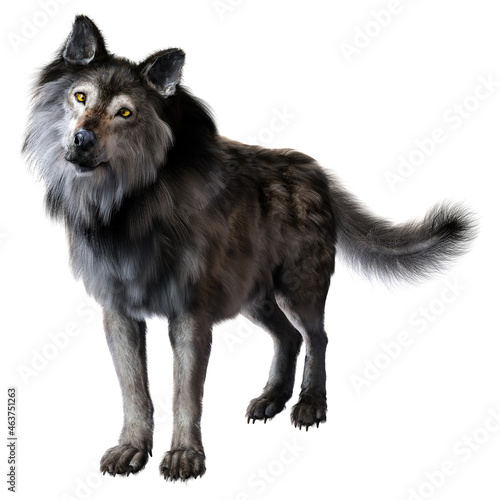 Dire wolf on isolated background  3D illustration  3D rendering