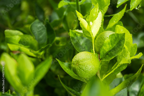 Wallpaper Mural Lime on tree in garden,green lemon and copy space. Torontodigital.ca