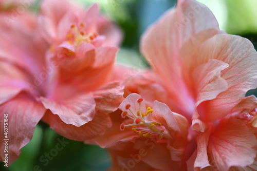 Two Pink Hibiscus Blossoms In A Tropical Garden photo