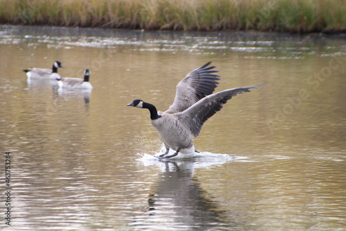 Goose Landing On The Lake, Pylypow Wetlands, Edmonton, Alberta