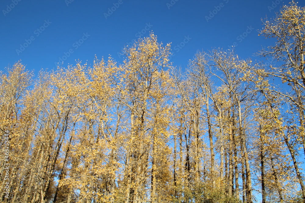 Hints Of Autumn Above, Elk Island National Park, Alberta Hints Of Autumn Above, Elk Island National Park, Alberta
