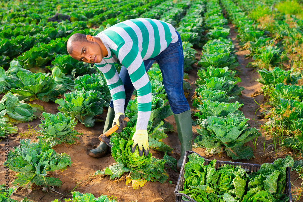 Fototapeta premium Successful hispanic farmer hand harvesting crop of savoy cabbage on farm field
