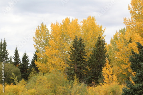 Trees Of Autumn  Gold Bar Park  Edmonton  Alberta