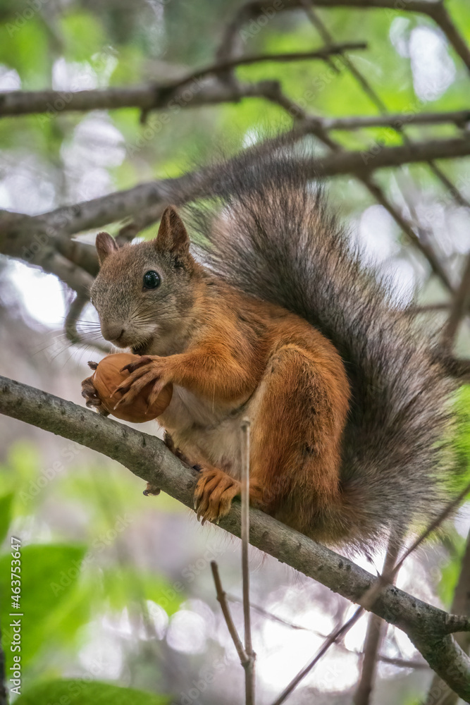 The squirrel with nut sits on tree branches in the summer. The squirrel with nut sits on tree branches in the summer.