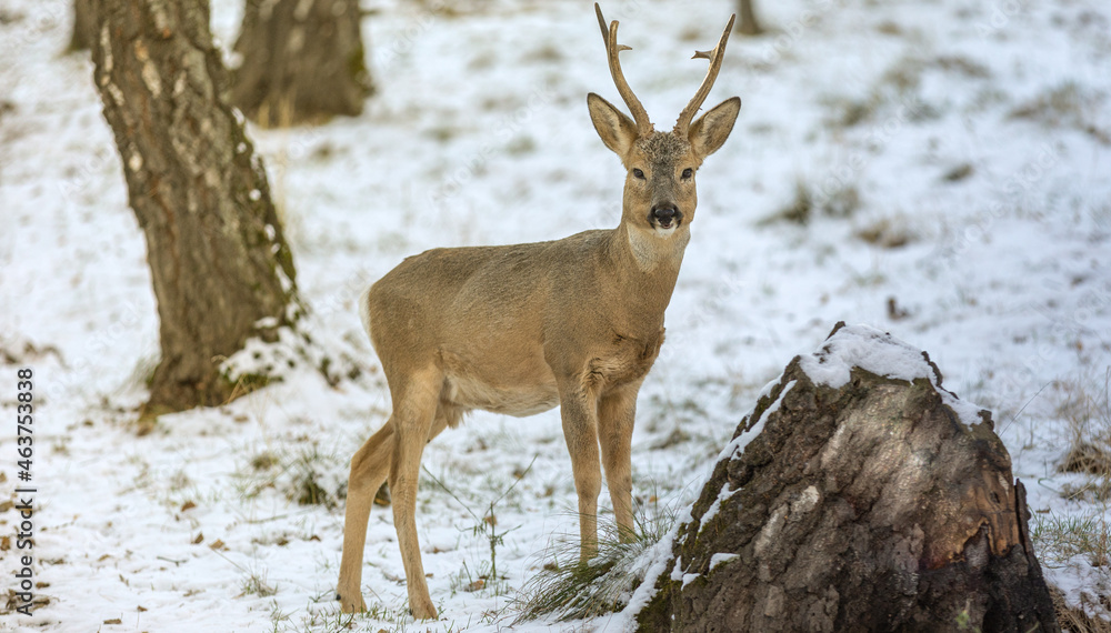 Fototapeta premium The best portrait of a forest roe deer