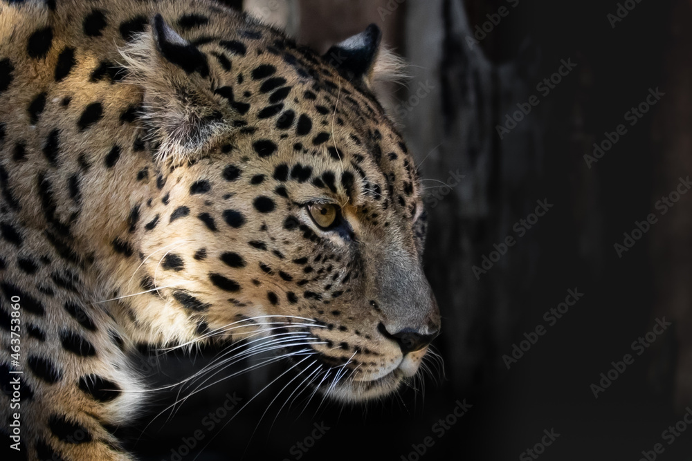 The best portrait of a leopard The best portrait of a leopard
