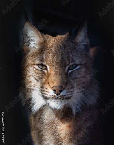 The best portrait of a forest lynx