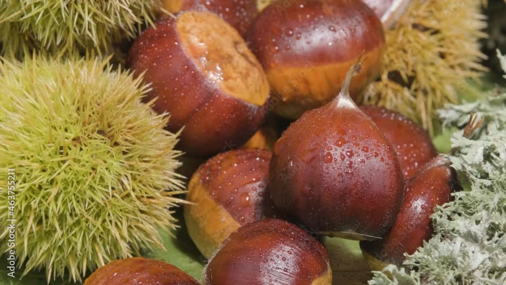 Group of peeled and unpeeled chestnuts with water droplets on their surface Group of peeled and unpeeled chestnuts with water droplets on their surface