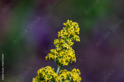 Galium verum flower in mountains, close up shoot