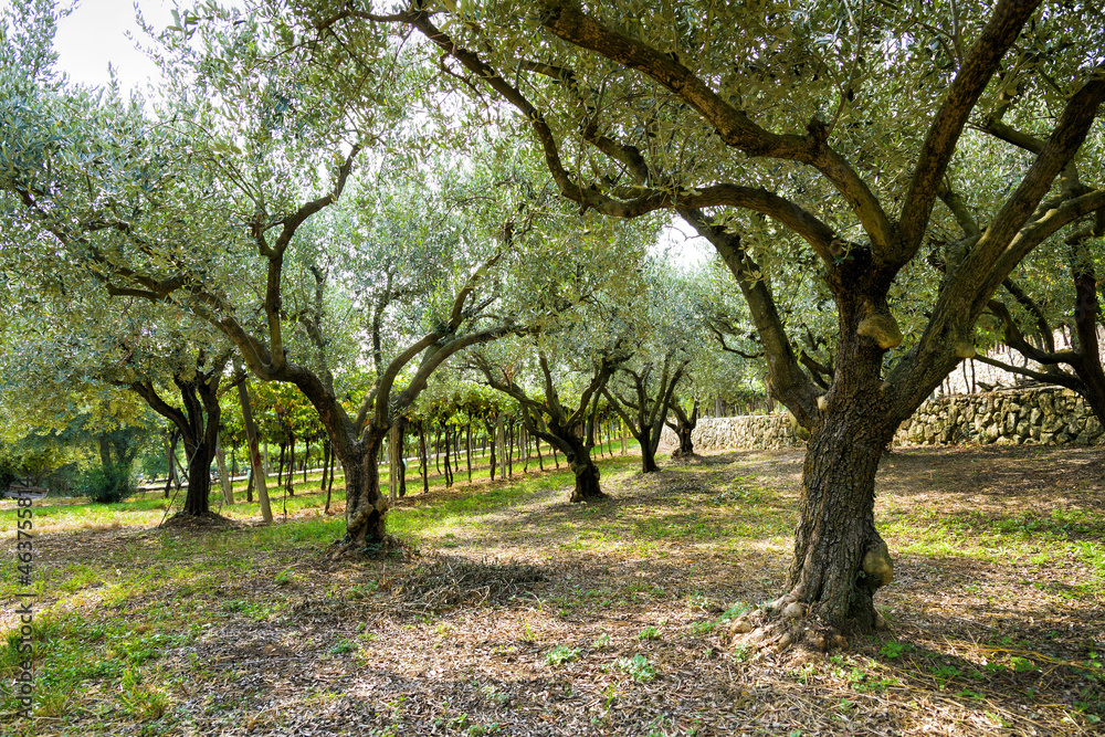 Olive trees with foliage on grassy ground in forest Olive trees with foliage on grassy ground in forest