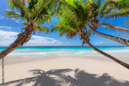 Sunny white sand beach with coconut palm trees and tropical sea. Summer vacation and tropical beach concept. 
