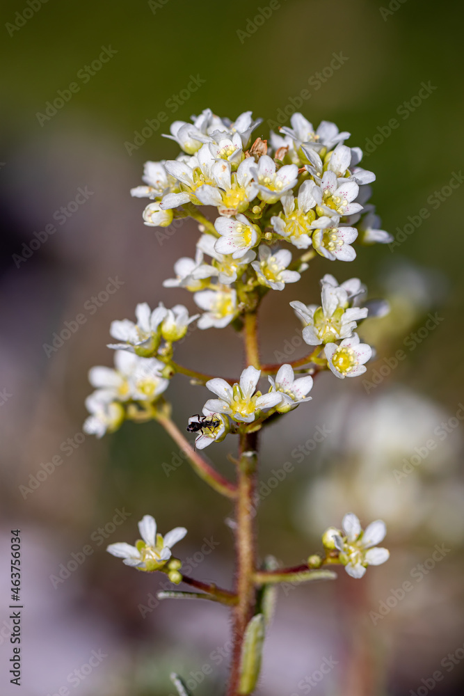 Saxifraga crustata flower growing in mountains Saxifraga crustata flower growing in mountains