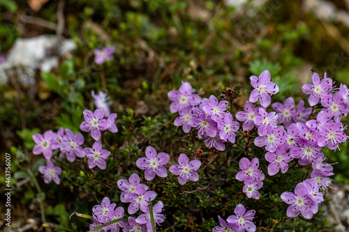 Rhodothamnus chamaecistus flower growing in mountains, close up shoot	 photo