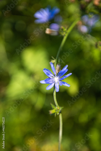 Blooming stem of cichorium plant in its natural habitat