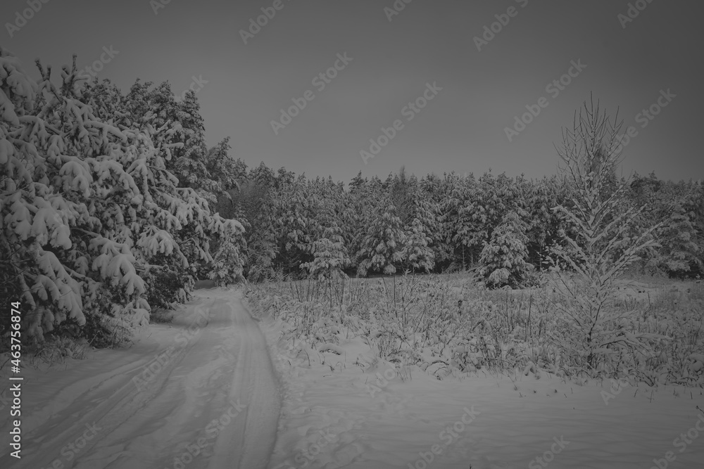 Obraz premium Moody winter landscape view, Lithuania. Northern country cold climate and a dark January morning in the woods. Selective focus on the details, blurred background.