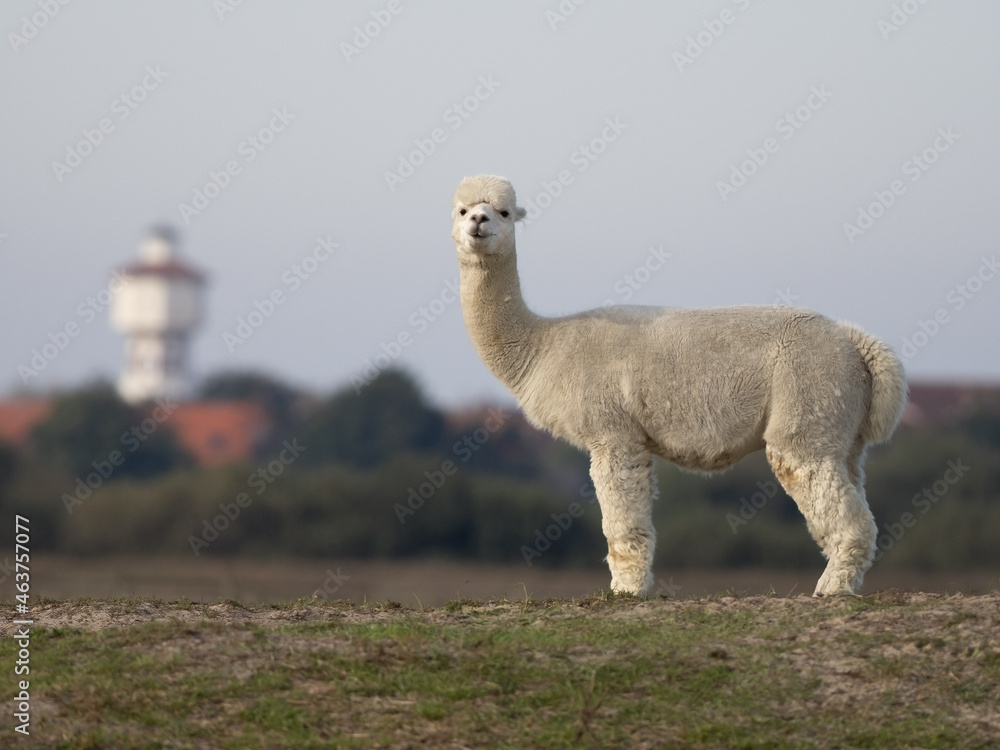 Naklejka premium Alpaka auf Langeoog