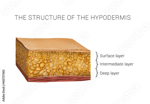 the structure of the hypodermis photo