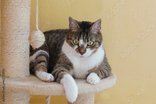 Portrait of a funny colorful cat. Tabby cyt lying on the sratching furniture