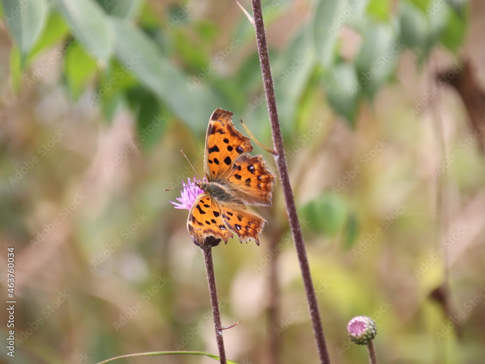 Obraz premium まだら模様の蝶々
