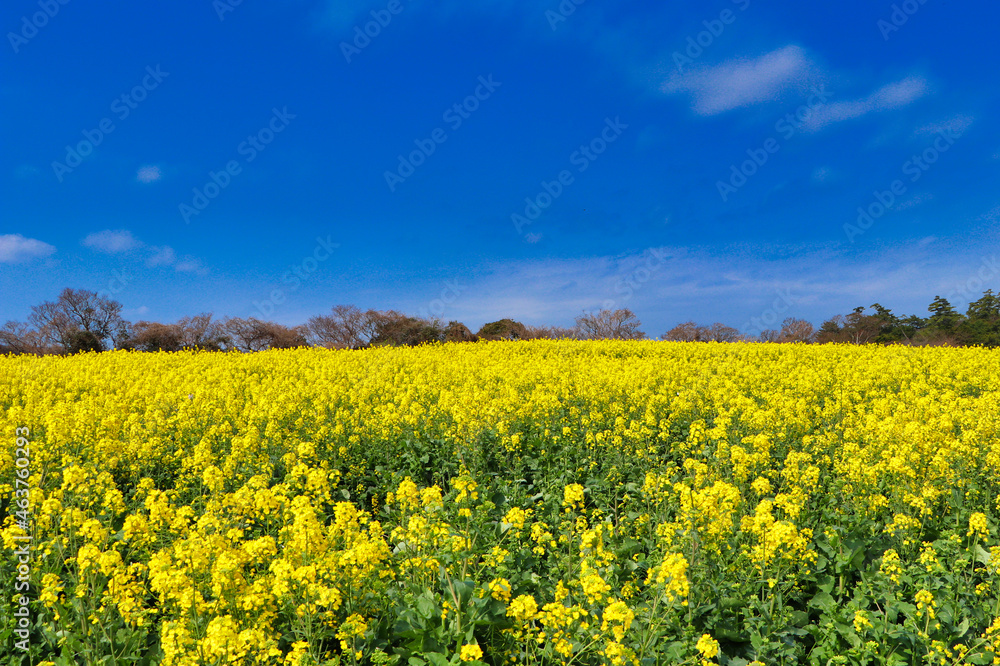 Nagasakibana rape flower field Nagasakibana rape flower field