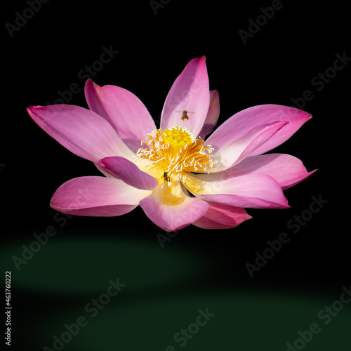 Sacred Lotus isolated on black background