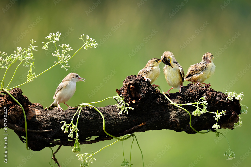 Fototapeta premium bird in nest