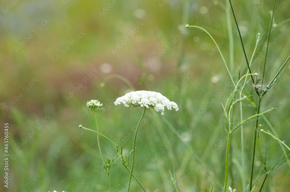 Wild carrot in bloom closeup view with selective focus on foreground Wild carrot in bloom closeup view with selective focus on foreground