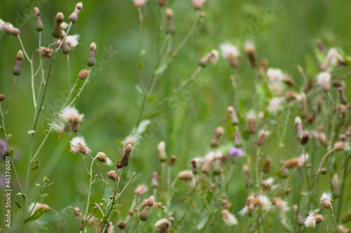 Creeping thistle seeds closeup view with green plants blurred on background