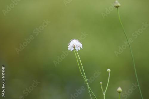 Sweet scabious in bloom closeup view with green blurred background