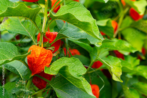 Beautiful ripe physalis berries on a bush in the garden.