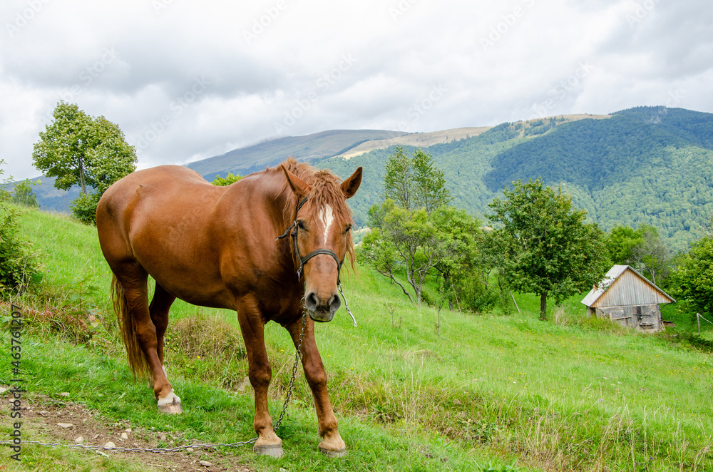 Lovely red horse in the carpathian mountains in the green grass
