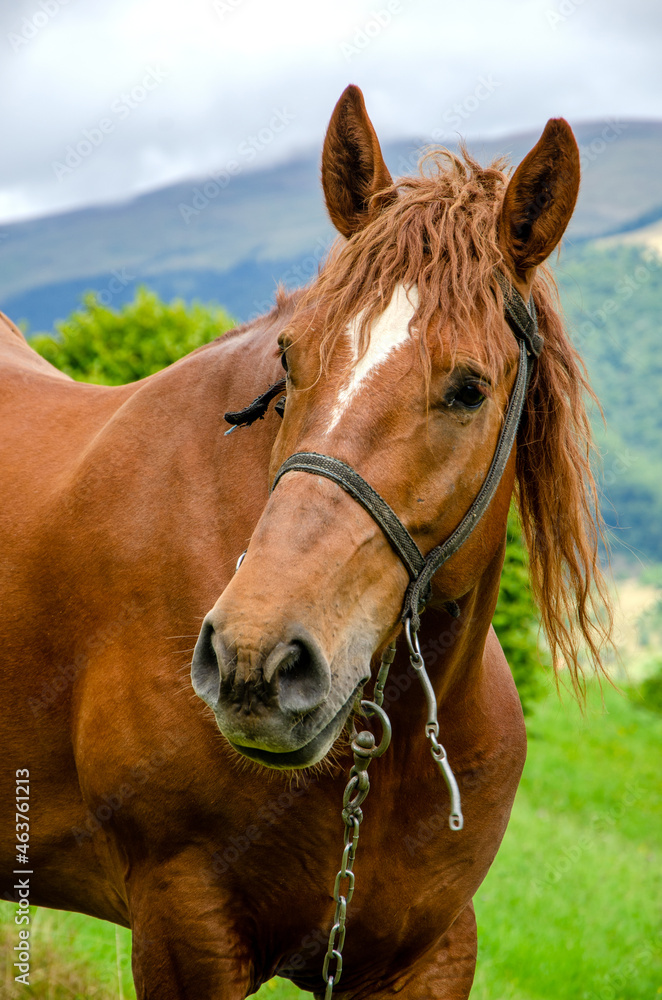 Lovely red horse in the carpathian mountains in the green grass