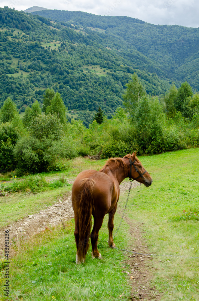 Fototapeta premium Lovely red horse in the carpathian mountains in the green grass