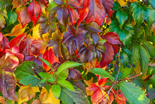 Vászonkép autumn garden - the structure of the leafy colored wall