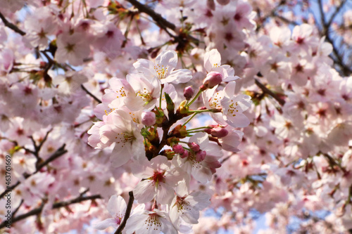 Japanese spring and cherry blossoms