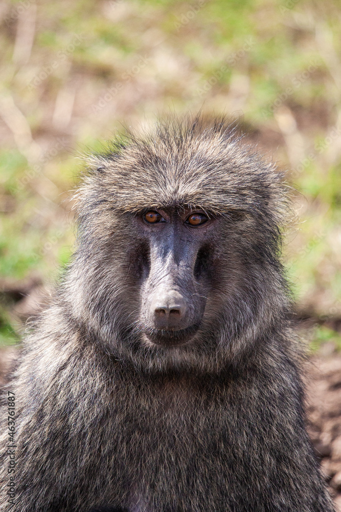 Olive Baboon sitting on the grass of the Masai Mara, Kenya Olive Baboon sitting on the grass of the Masai Mara, Kenya
