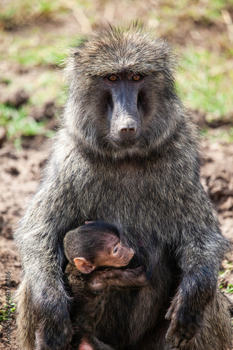 Olive Baboon sitting on the grass of the Masai Mara  Kenya